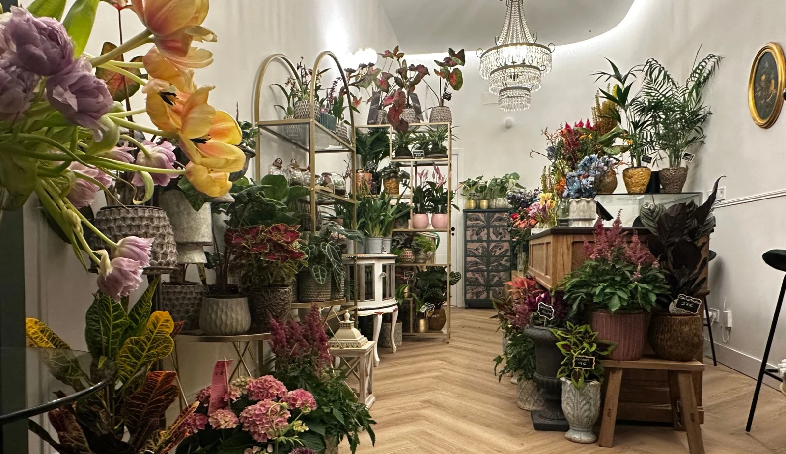 Interior de la floristería La Plantera en el barrio de Salamanca, con estanterías llenas de plantas y flores
